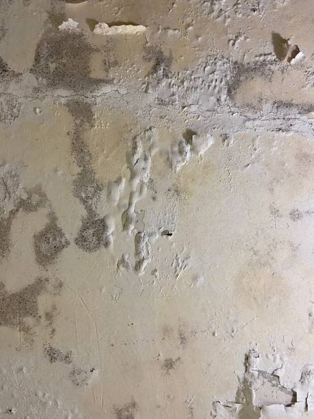 Best DIY Mold Remediation Support Services in Point Clear, AL